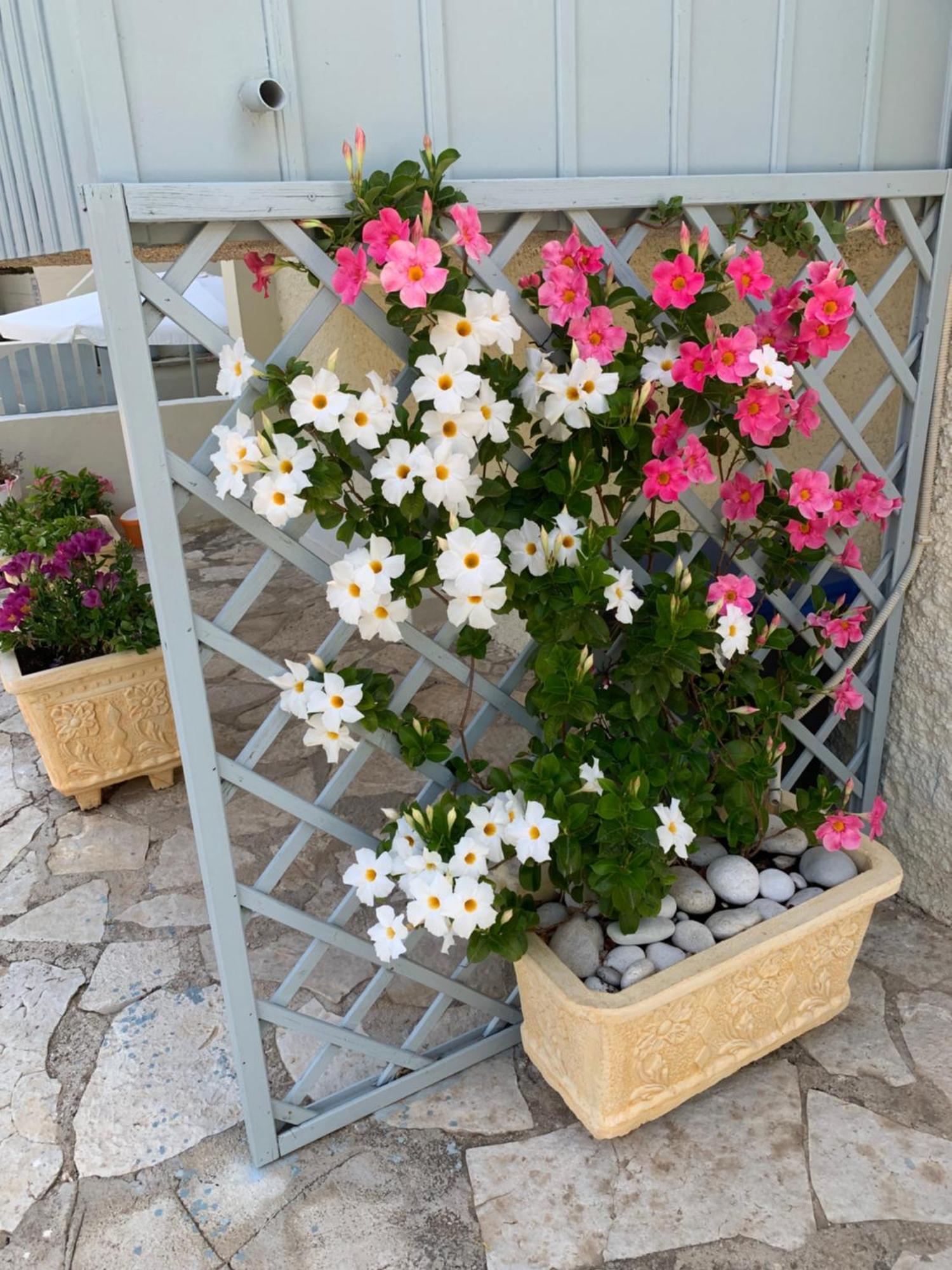 Pansion Margarita Daire Áyios Nikítas Dış mekan fotoğraf